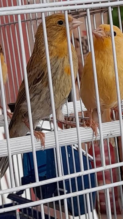 canary for sale