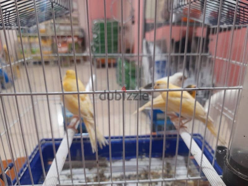 canary for sale 1