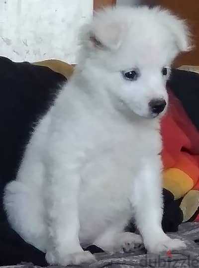 Fluffy Loulou Spitz Puppies Looking for Their Forever Homes!!