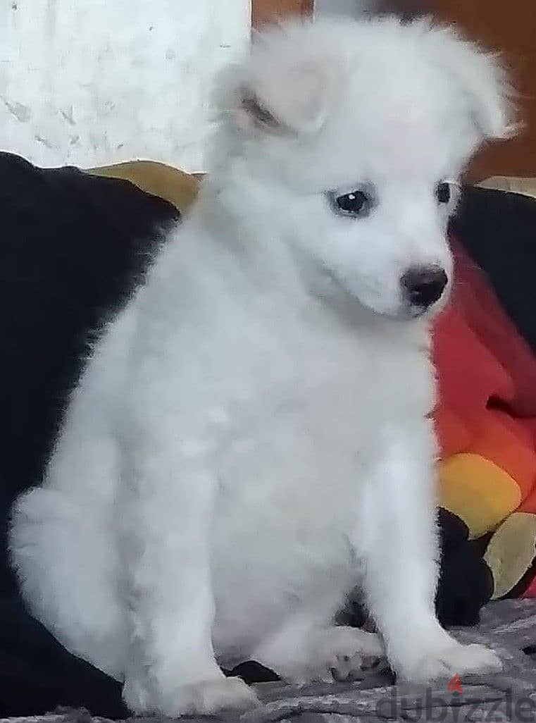 Fluffy Loulou Spitz Puppies Looking for Their Forever Homes!! 0