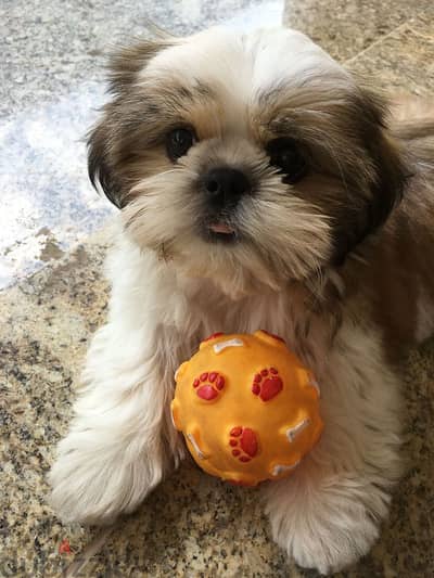 Adorable Shih Tzu Puppies/Ready for Their Forever Homes/Delivery/Dog