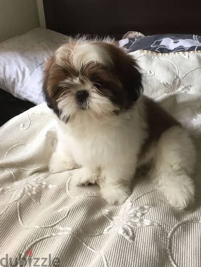 Adorable Shih Tzu Puppies Ready for Their Forever Homes!!