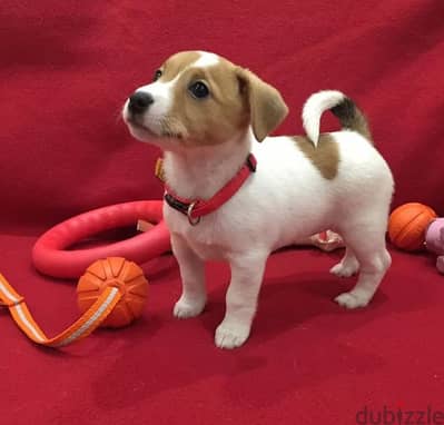 Playful Jack Russell Puppies-Avaialble in Store & Delivery-HighQuality