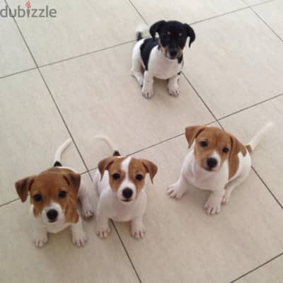 Charming Jack Russell Puppies Awaiting Their Forever Families!!