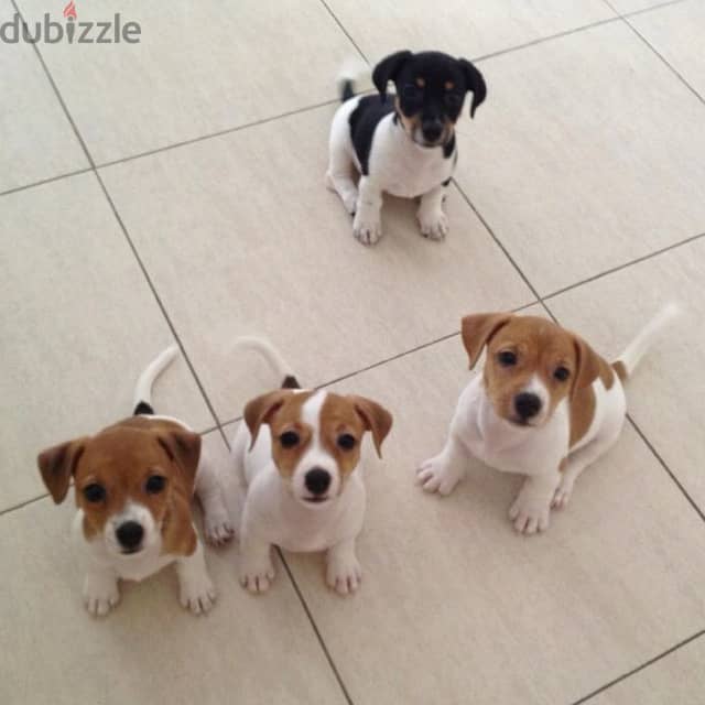 Charming Jack Russell Puppies Awaiting Their Forever Families!! 0