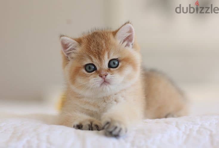 Golden Chinchilla British Shorthair Kittens – Rare & Stunning!! 0