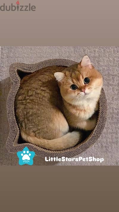 Beautiful British Golden Chinchilla kitten قطط Delivery Cat