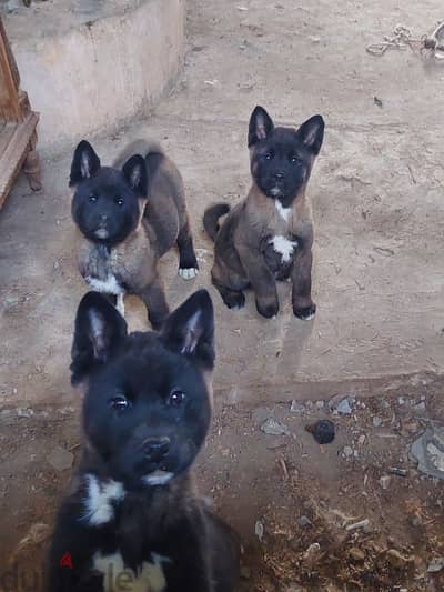 american akita