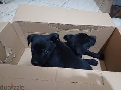 2 pitbull puppies male/female