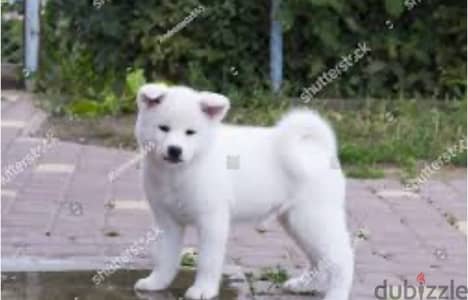 buying white akita female new born