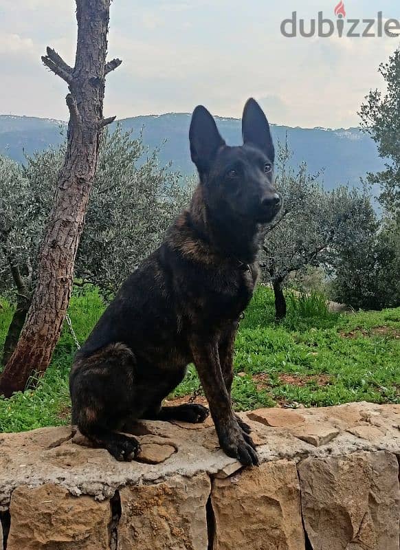 dutch shepherd rare breed 2