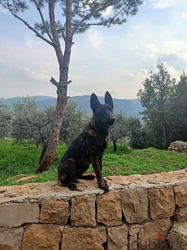 dutch shepherd rare breed 3