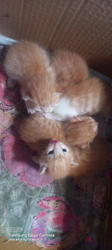 new born kittens