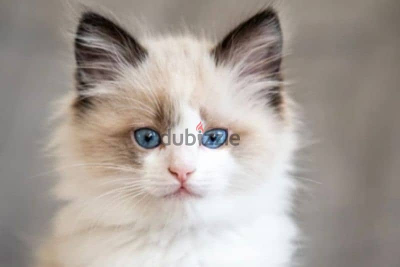 Ragdoll cat kitty 0