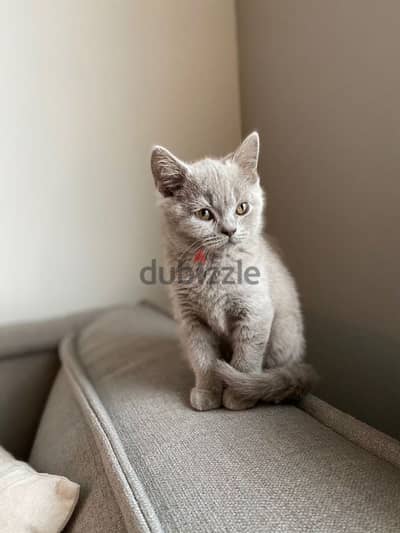 Charming British Lilac Kitten/Cat/Available in Store/Delivery