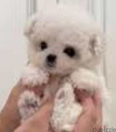 bichon maltais