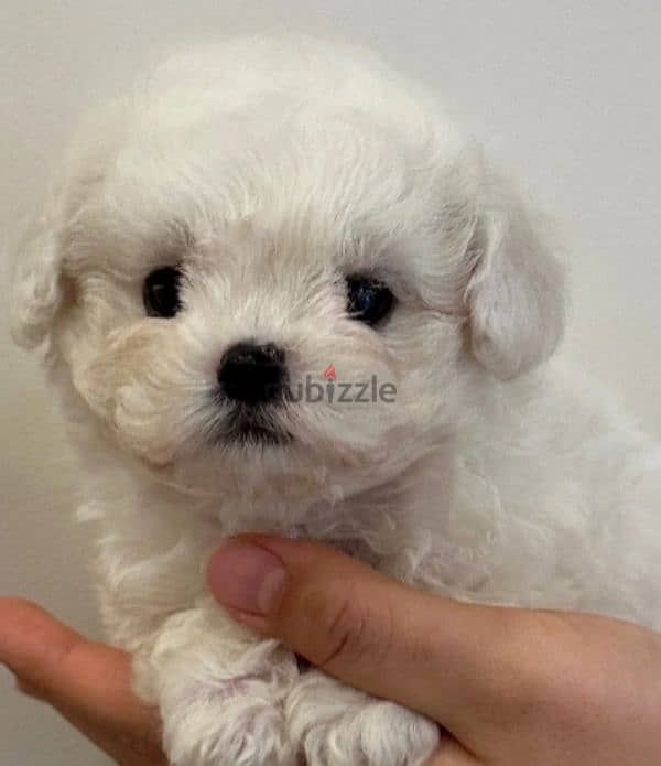 bichon maltais 1