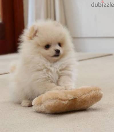 Adorable Pomeranian Puppies Available-High Quality-Delivery-Dog