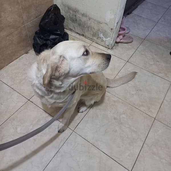 Dog for Adoption | كلبة للتبني 8