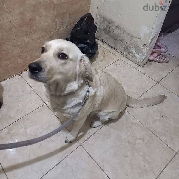 Dog for Adoption | كلبة للتبني 9