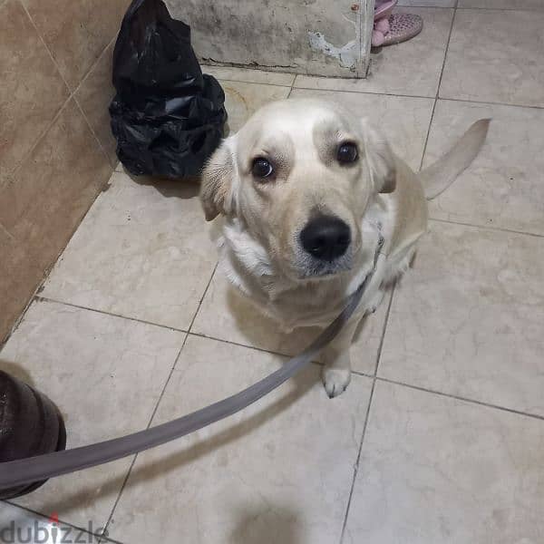 Dog for Adoption | كلبة للتبني 10