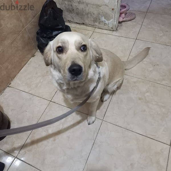 Dog for Adoption | كلبة للتبني 11