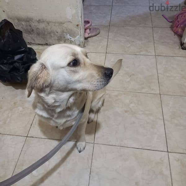 Dog for Adoption | كلبة للتبني 12