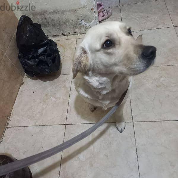 Dog for Adoption | كلبة للتبني 13