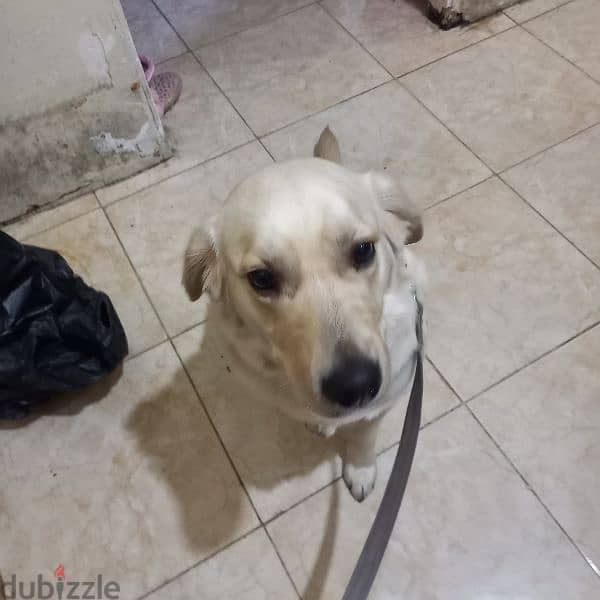 Dog for Adoption | كلبة للتبني 14