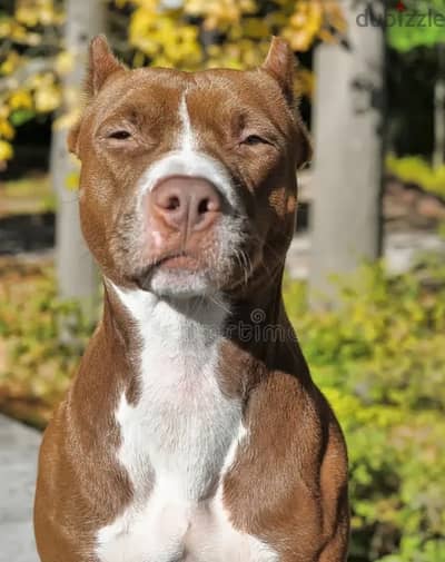 pitbull puppies