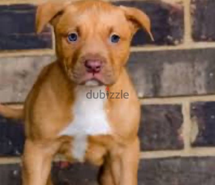 pitbull puppies 1