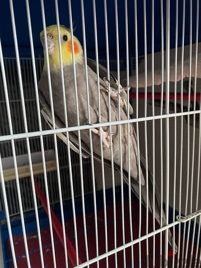 Singing&tamed cockatiel (كروان مروض)