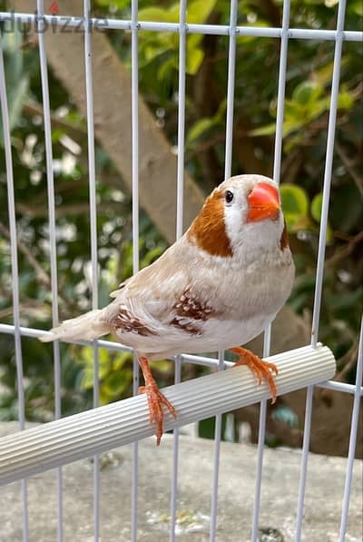 Jambo Zebra Finches