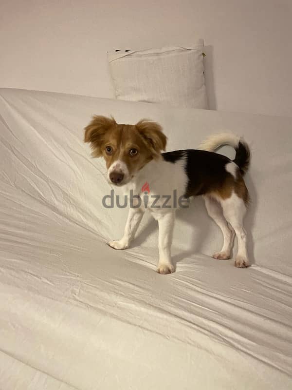 jack russel dog 4