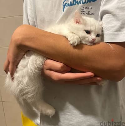 persian angora kitten