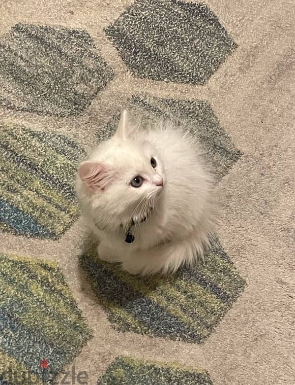 persian angora kitten 1