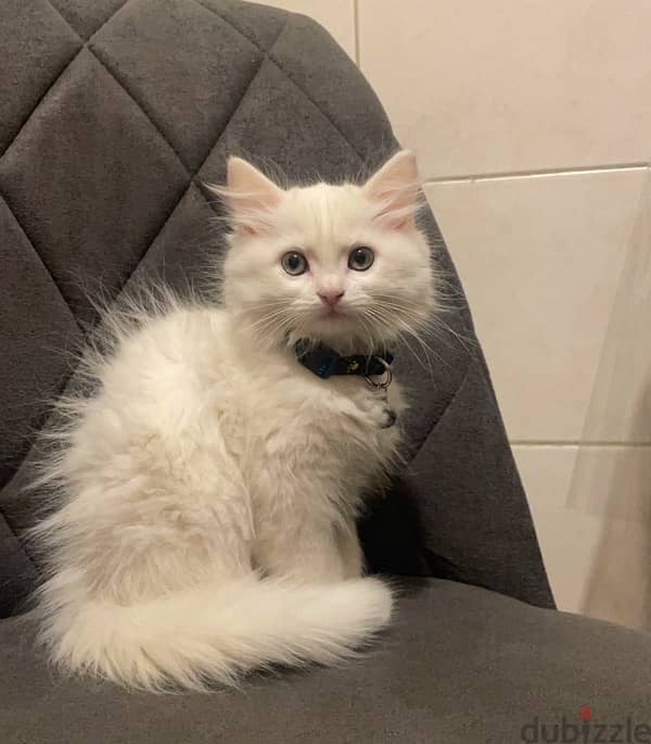 persian angora kitten 2