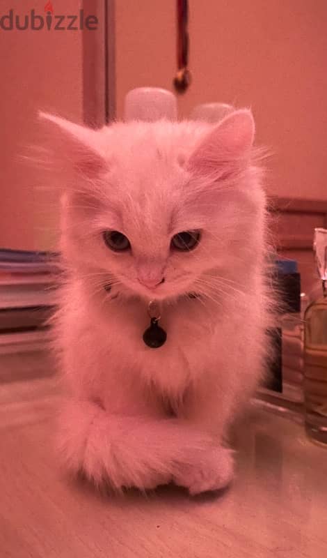 persian angora kitten 3