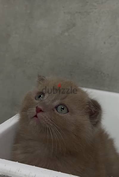 Cutest Scottish Fold Lilac color Kitten /  Delivery قطط