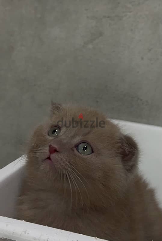 Cutest Scottish Fold Lilac color Kitten /  Delivery قطط 0