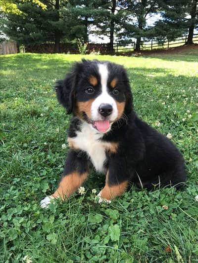 High quality Bernese Mountain puppy Dog ORDER PROCESSED UPON REQUEST