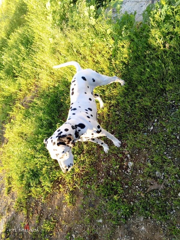 Dalmation 0