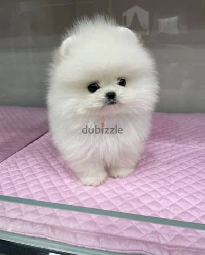 The one and only Teacup Pomeranian Puppy/ dog كلاب