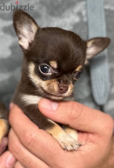 The one & only Mini Chihuahua has just landed! Playful, sweet & fun!