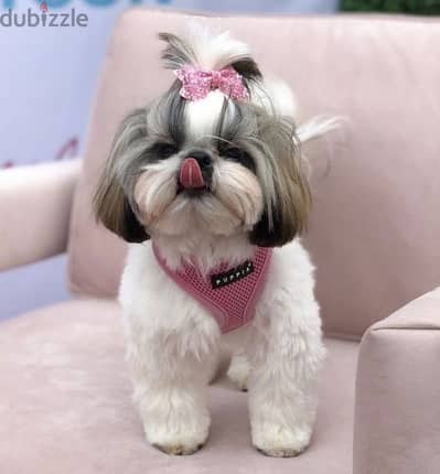 Cutest Shih Tzu Puppies Available/ dog كلاب