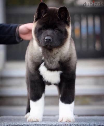 American akita king size top quality puppies available