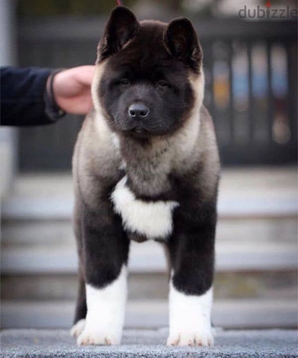 American akita king size top quality puppies available 0