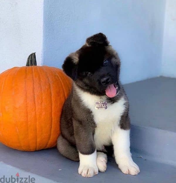 American akita king size top quality puppies available 2