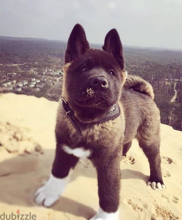 American akita king size top quality puppies available 3