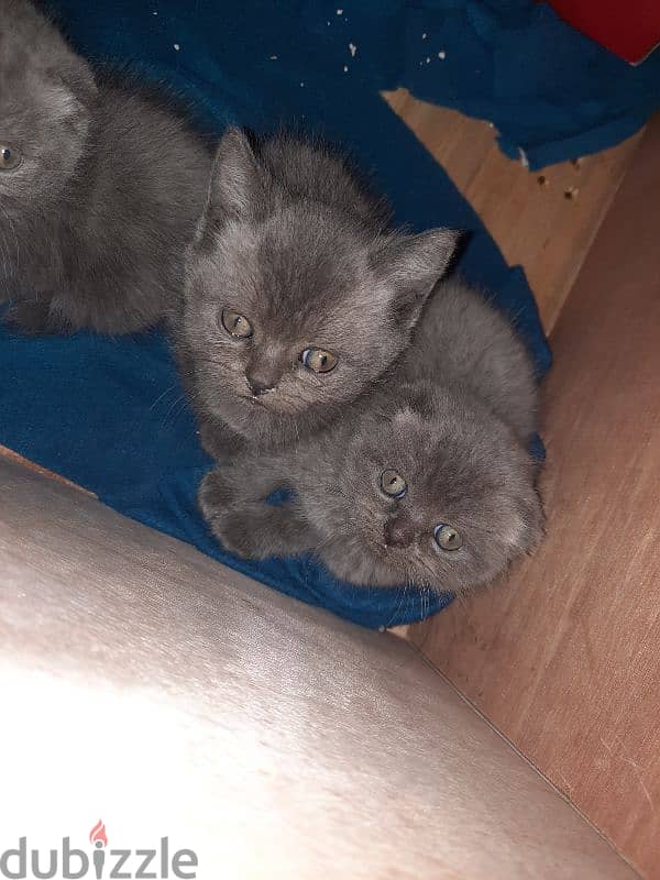 pure Scottish and British kittens HIGHT QUALITY 3